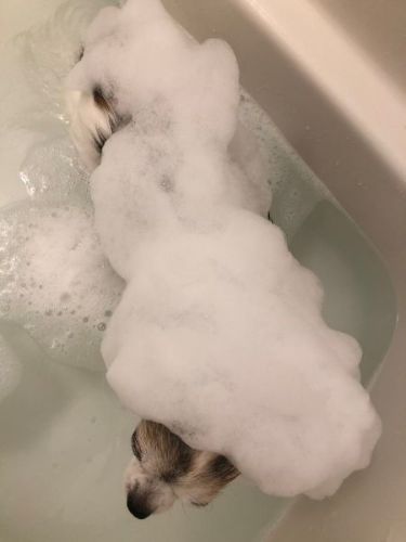 シャンプーで女子力アップした犬