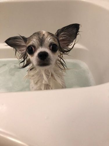 シャンプーで女子力アップした犬