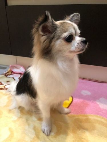 シャンプーで女子力アップした犬