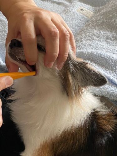 シャンプーで女子力アップした犬