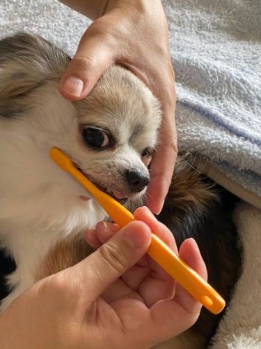 シャンプーで女子力アップした犬