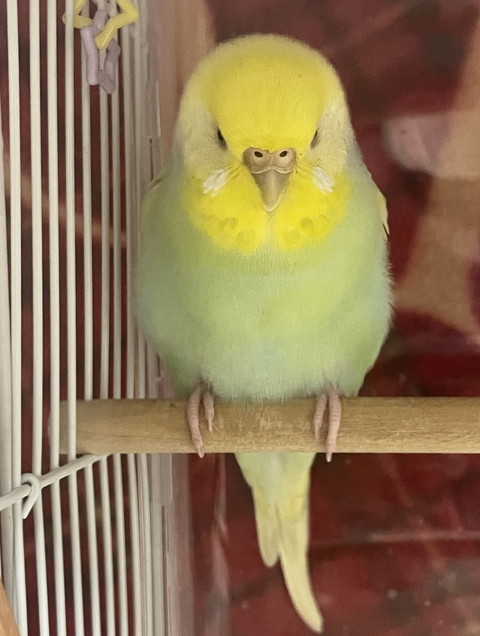 オカメインコ