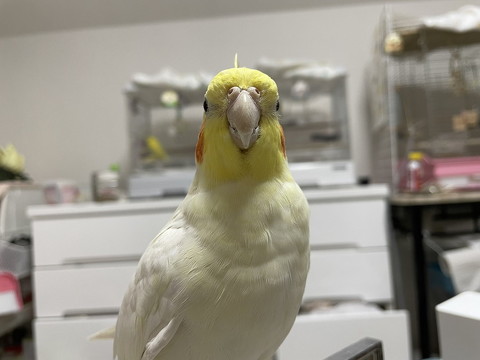 オカメインコ