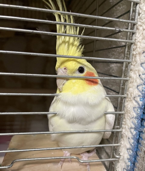 オカメインコ