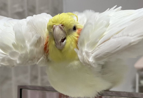 オカメインコ