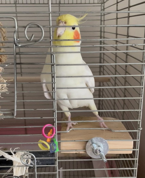 オカメインコ