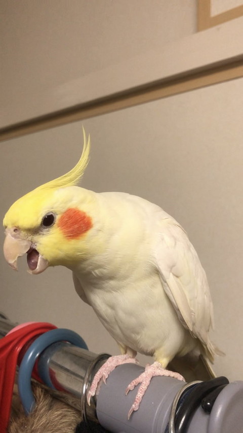 オカメインコ