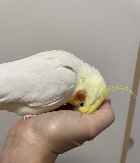 オカメインコ
