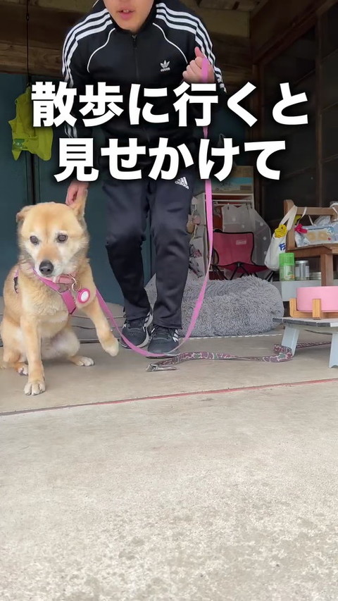 犬