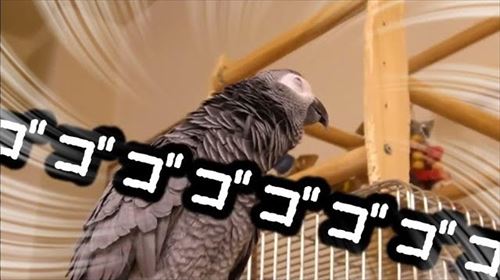 自己アピールが独特なヨウム