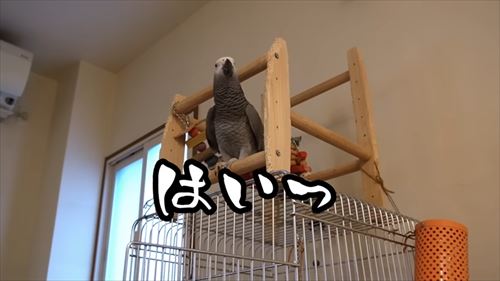 自己アピールが独特なヨウム