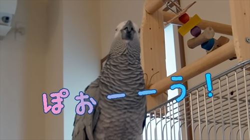 自己アピールが独特なヨウム