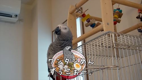 自己アピールが独特なヨウム