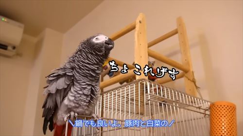 自己アピールが独特なヨウム