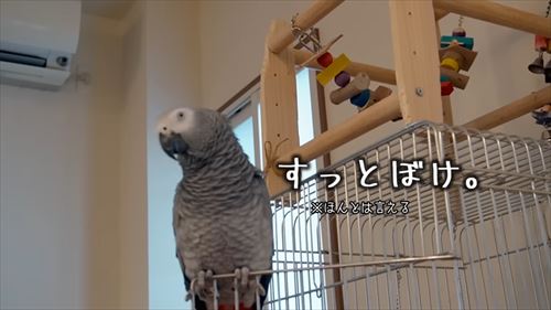 自己アピールが独特なヨウム