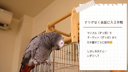 自己アピールが独特なヨウム