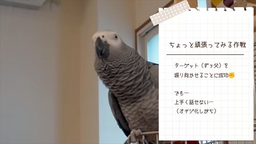 自己アピールが独特なヨウム