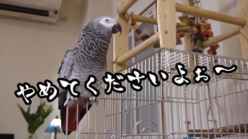 自己アピールが独特なヨウム