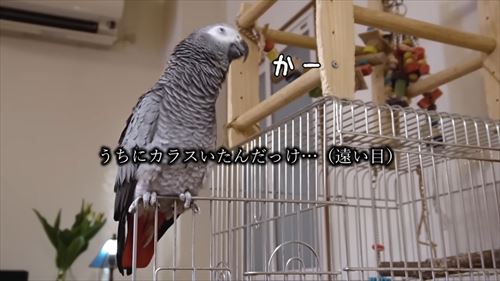 自己アピールが独特なヨウム