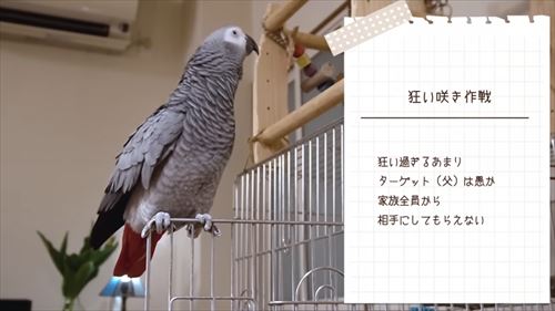 自己アピールが独特なヨウム