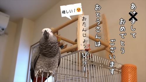 自己アピールが独特なヨウム