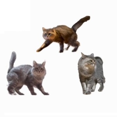 やんのかやんないのかチャート表