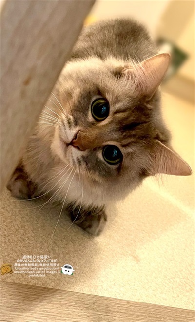 やんのかやんないのかチャート表