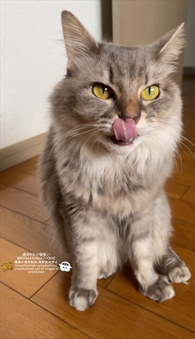 やんのかやんないのかチャート表