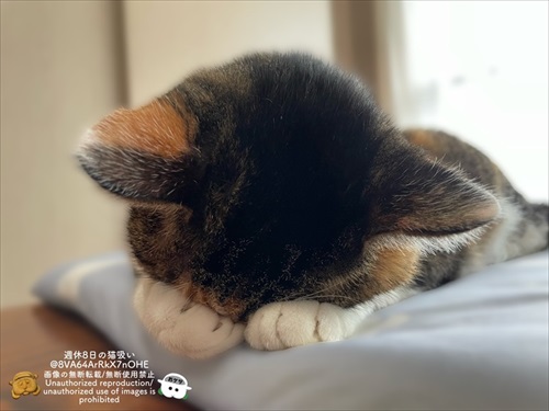 やんのかやんないのかチャート表