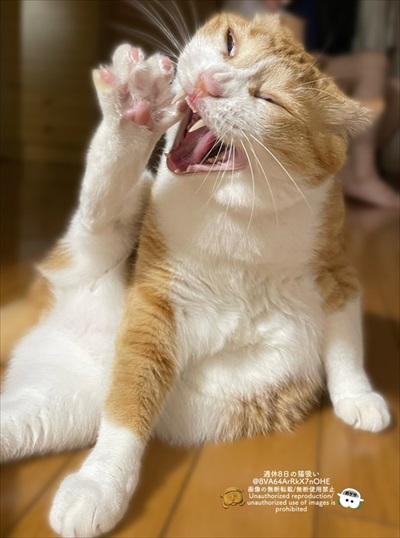 やんのかやんないのかチャート表