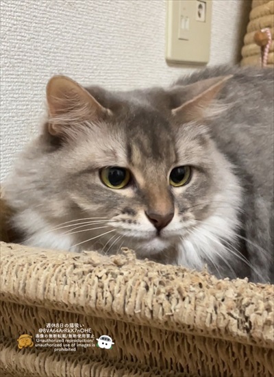 やんのかやんないのかチャート表