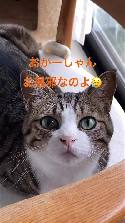 猫ちゃん正面