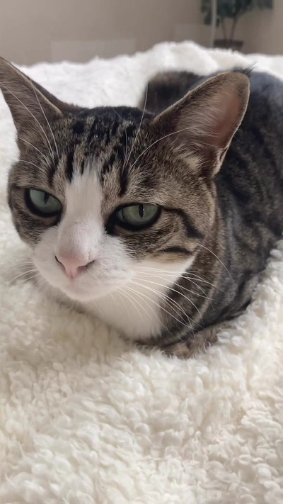 おててないないする猫