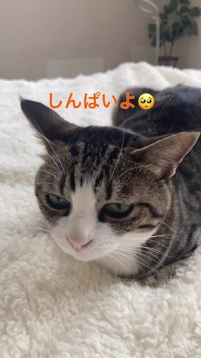 心配そうな猫