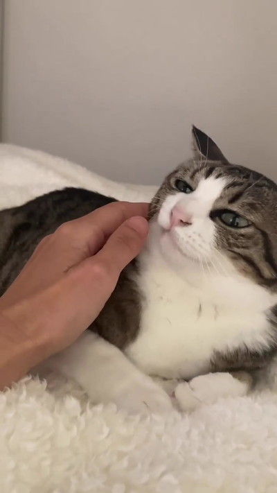 なでられる猫