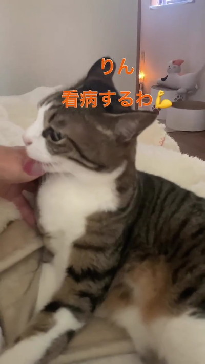 なめる猫