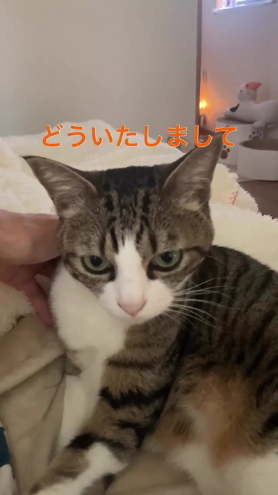 猫ちゃん正面