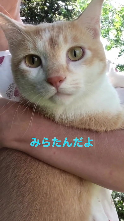 猫のみらたん