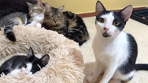 猫ちゃん4匹