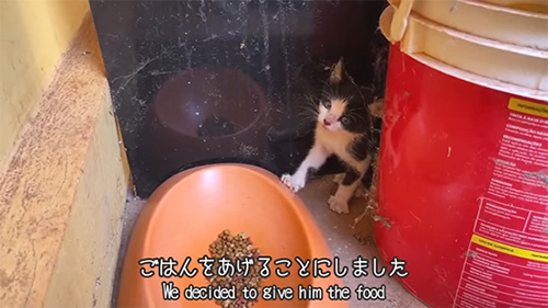 ごはんをあげることに