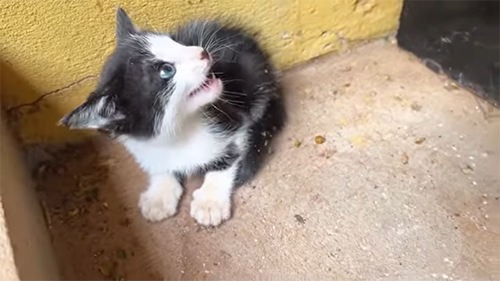 シャーするミュウくん