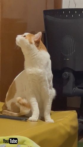 まったりしていた猫