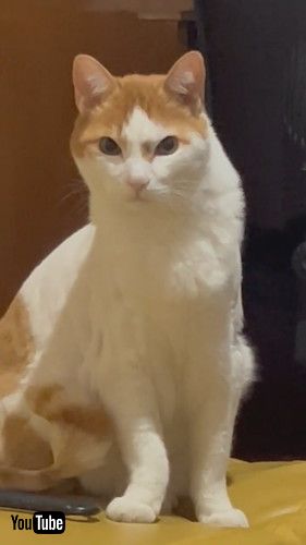 くしゃみする飼い主を見る猫