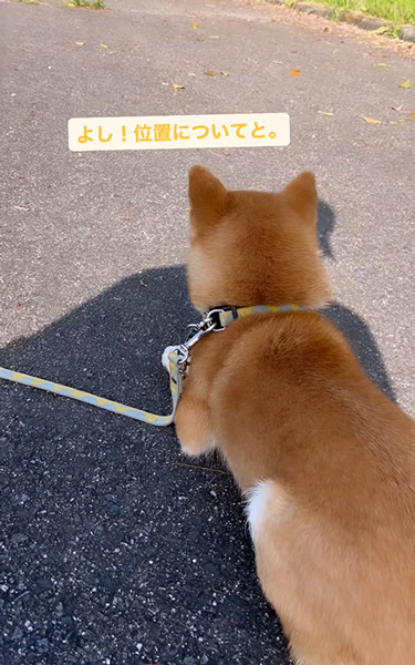 友達ワンコを待ち構える柴犬