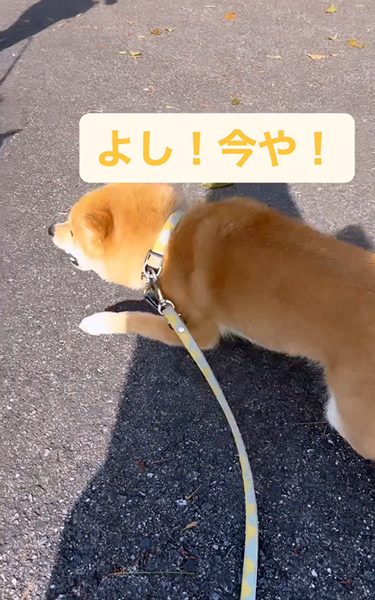 友達ワンコを待ち構える柴犬