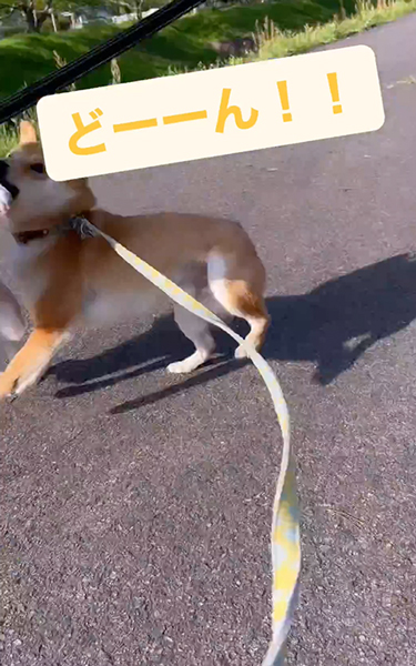 友達ワンコを待ち構える柴犬