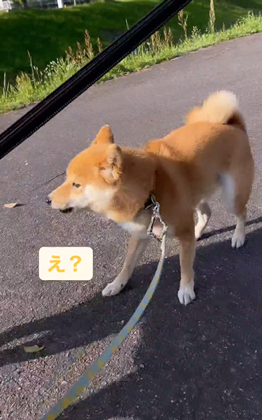 友達ワンコを待ち構える柴犬