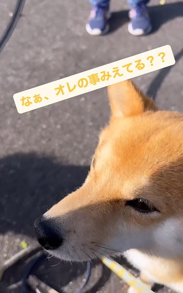 友達ワンコを待ち構える柴犬
