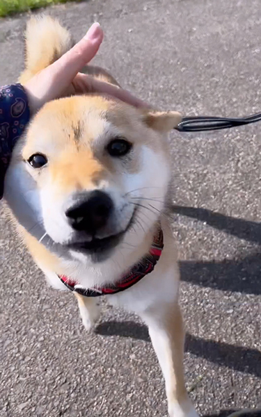 友達ワンコを待ち構える柴犬