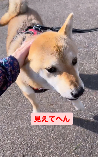 友達ワンコを待ち構える柴犬